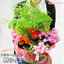 14時までの受付であす楽対応 季節のおまかせ花鉢とグリーンの...