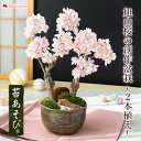 あす楽12時まで受付 桜 盆栽 花芽付 創作盆栽〜旭山桜2本植え〜 信楽焼手造り 盆栽鉢 苔あそび ブロッサムガーデン 送料無料 〜3/31で日時指定OK 苔あそび 誕生日 プレゼント 花 母 祖母 女性 父 祖父 フラワーギフト 退職祝い 定年 男性 送別会 合格祝い 卒業祝い