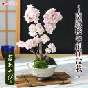 あす楽12時まで受付 桜 盆栽 さくら咲く 花芽付 〜南殿桜の創作盆栽〜 信楽焼手造り 盆栽鉢 苔あそび ブロッサムガーデン 送料無料 〜3/31で日時指定OK 誕生日 プレゼント 花 母 祖母 女性 父 40代 50代 60代 フラワーギフト 退職祝い 定年 男性 送別会 卒業祝い