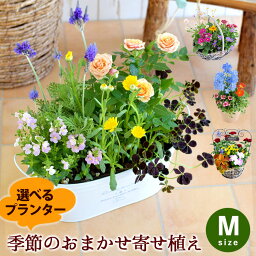 プランターが選べる 季節のおまかせ<strong>寄せ植え</strong>M 旬のお花たっぷり カントリーガーデン 鉢植え フラワー<strong>ギフト</strong> <strong>寄せ植え</strong> 花 鉢花 お祝い 花 誕生日 プレゼント 女性 母 新築祝い 開店祝い 友人 お誕生日 結婚祝い 母の日 プレゼント お母さん 義母 5月8日～5月17日お届け不可