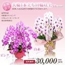 胡蝶蘭 大輪5本立ち 50輪以上保証(蕾含) ピンク、白赤 【※商品のお届けはご注文日より3営業日後】【お祝い 開店祝い ギフト 贈り物 出産祝い 内祝い 花 胡蝶蘭 お中元 結婚祝い 誕生日 敬老の日 新築祝い 開業祝い 退職祝い 還暦祝い】【fsp2124-6f】