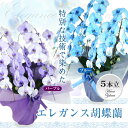 圧巻のボリューム 豪華エレガンス胡蝶蘭5本立ち ブルーorパープル 大輪胡蝶蘭 青or紫 【開店祝い 開業祝い 開院祝い ギフト 社長就任 周年記念 竣工 珍しい お祝い 洋蘭】【楽ギフ_包装選択】【楽ギフ_メッセ入力】【RCP】【即S15】