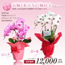 胡蝶蘭 大輪3本立ち 27輪以上保証(蕾含) ピンク、白赤 【※商品のお届けはご注文日より3営業日後】 【お祝い 開店祝い ギフト 贈り物 出産祝い 内祝い 花 胡蝶蘭 お中元 結婚祝い 誕生日 新築祝い 開業祝い 退職祝い 還暦祝い 】【RCP1209mara】