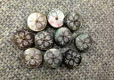 貝ボタン 13mm Col.09 No.10067083 1個単位