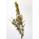 【2022年入荷】ドライフラワー 春 花材 「 ミモザ N 」 穂物 ブーケ 花束 リース ハーバリウム アロマワックス 素材 スワッグ 材料 インテリア素材 レジンアクセサリー 装飾 春の花 大地農園