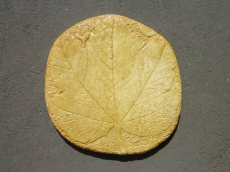 Saiakamoa