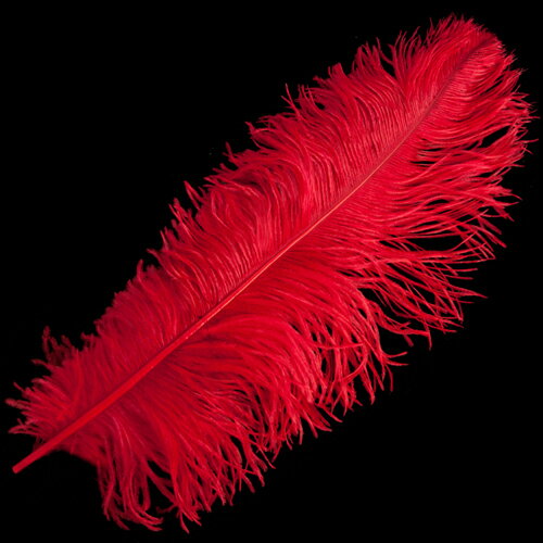 オーストリッチ 50〜55cm （赤） この羽根はディスプレイ、アクセサリー、ヘットドレス…...:hane-senmon:10000074