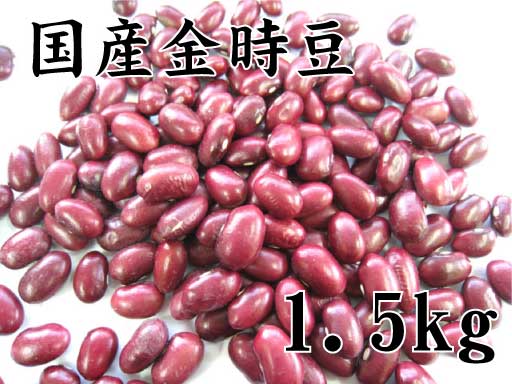 金時豆（国産）　1.5kg