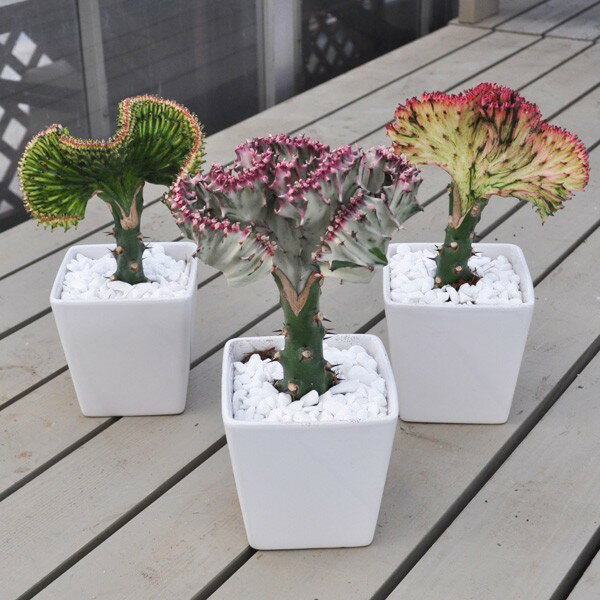 【数色からお選びいただけます!希少色もあるので早いもの勝ちです!】【発送商品の写真配信サービス有!】ユーフォルビア ラクテア