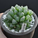 【2/10再入荷しました】ハオルチア
