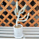 【植え替え前の商品を写真で選択できます。】ユーフォルビア ラクテア "ホワイトゴースト" 陶器鉢 多肉 希少植物 人気植物 はっぴーくろーばー