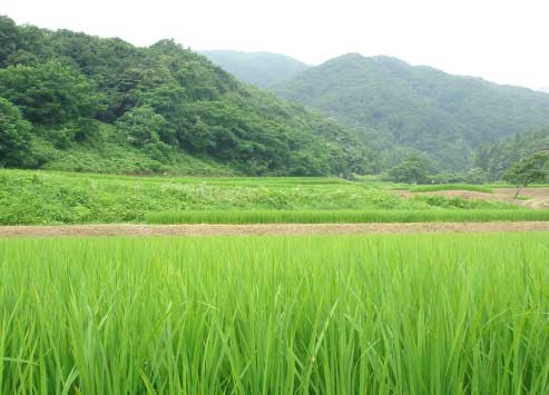 【送料無料】23年産新潟県佐渡産こしいぶき玄米20キロこしいぶきは炊き上がりのツヤが良く、粘りがあり、コシヒカリに匹敵する食味を持っています。＊北海道・九州区域は別途送料500円が掛かります。