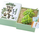 【翠峰】2房(約1.2kg)/種なしぶどう/お中元/贈り物/ギフト