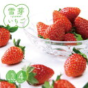 雪芽いちご 4パック(約260gx4) L?2Lサイズ 山形県産 おとめ心/とちおとめ/もういっこ いちごギフト