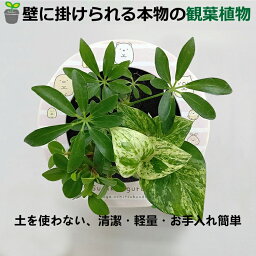 観葉植物 植物 壁掛け植物 本物すみっコぐらし シェフレラ緑 ペペロミア ミドリエデザイン インテリア 育てやすい 緑 <strong>パフカル</strong> かわいい 癒やし 給水ボトル 3苗 ミドリエ プティオラータ 室内 風水 インテリア 玄関 窓側 リビング プレゼント