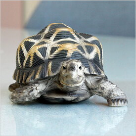 【2/25AM10時まで全品送料無料】PETBANKホシガメ貯金箱ペットバングSTARTORTOISE