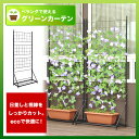 【つる巻き植物のベランダ菜園に最適】 夏野菜をベラ