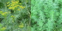ディル(イノンド) ハーブ苗 9vp Dill