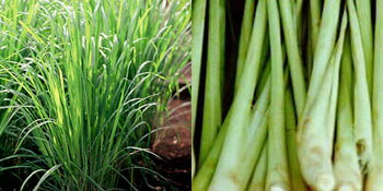 レモングラス 苗 【レモングラス】 3.5号ポット苗×4株セット ハーブ苗 セットハーブ 苗 セット レモングラスティー ハーブティー 料理 庭植え