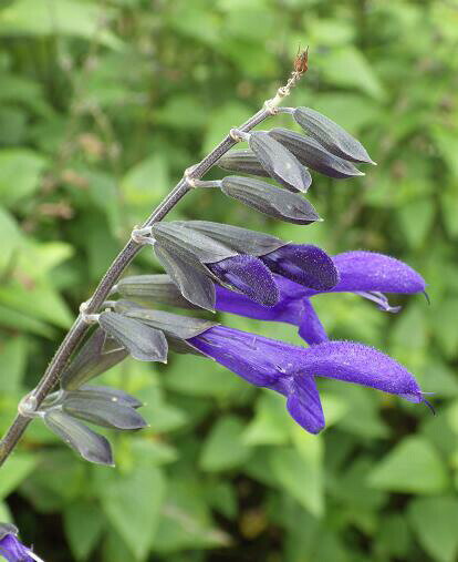 ■ハーブ苗■カリフォルニア ホワイトセージ(サルビア アピアナ)10.5cmポット苗