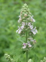 ハーブ 苗【キャットニップ】花苗 苗木 花 ガーデニング ハーブ苗専門店 感動する香り Herb