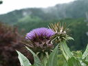 アーティチョーク チョウセンアザミ ハーブ苗 9vp Artichoke