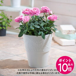 【ポイント10倍！】母の日 花鉢植え ミニバラ「ピンクインフィニティ」 大西 隆コレクション <strong>日比谷花壇</strong> 鉢花