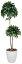 光触媒 観葉植物 光の楽園 ベンジャミン ダブル 高さ1.6m【インテリアグリーン 大型 人工観葉植物】
ITEMPRICE