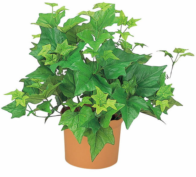 ۽ˤŹˤʤɤΥեȤˡؤӥ󥰤Υƥꥢˤ줤餺θγڱࡣ̵۸ޡγڱ 饤ॢӡ ڥƥꥢ꡼ ͹տʪۡڳڥ_Τ