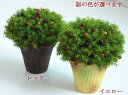 光触媒 観葉植物 光の楽園 ベリーポット <イエロー/レッド...
