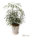 観葉植物 アラレア インテリア おしゃれ お部屋 グリーンインテリア グリーン 生花※鉢はホワイトです。