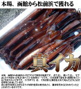 イカ 生イカ 活イカ スルメイカ いかさし 下氷 鮮度保持 真イカ イカ刺し 函館魚市場産 200g前後-10尾 「送料無料」お中元 お歳暮 贈答 ギフト