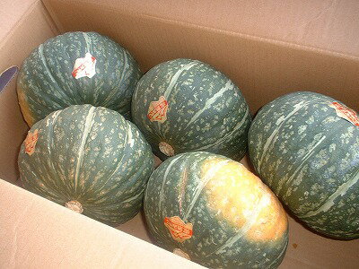 みやこかぼちゃ1個-2kg前後5個【送料無料】