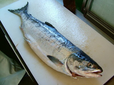 朝獲り生鮭1本-3kg前後【送料無料】