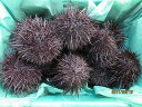 ウニ うに 活ウニ 【殻付きムラサキウニ 150g〜250前後-30個入り6kg】 キタムラサキウニ 蝦夷むらさきうに 白身 ノナ 「送料無料」お花見 母の日 父の日 お中元 お歳暮 贈答 ギフト