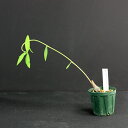 ユーフォルビア 珍種!! ルフィセプス Euphorbia ruficeps