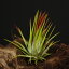 ティランジア・イオナンタ フエゴ Tillandsia ionanntha 'Fuego',チランジア,別名エアープランツ
