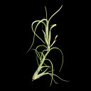 ティランジア(エアープランツ) インターメディアTillandsia intermedia チランジア 着生植物 エアプランツ ブロメリア