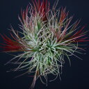 ティランジア(エアープランツ)イオナンタ フエゴ Tillandsia・ionantha Fuego チランジア エアプランツ ブロメリア イオナンタ クランプ 群生株 着生植物 ハンギング
