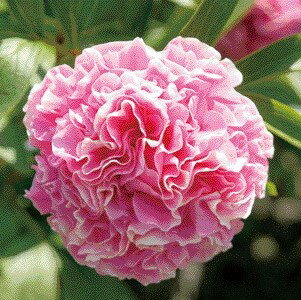 K[fJ[l[V@Tt[@C[W@9.0cm|bgc