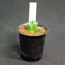 ハオルチア・コレクション ハオルチア「グリーンジエム」Haworthia hyb Green gem