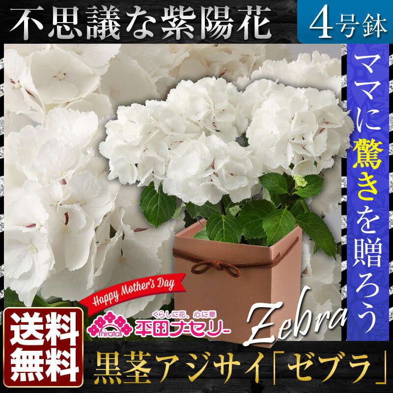 あじさいの品種 ゼブラの特徴と育て方 みんなで紫陽花めぐり