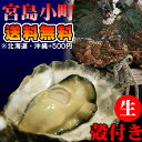 夏牡蠣【送料無料】【出荷予定6月?9月中旬】マルアキ水産大越さんの「宮島小町」ひとつぶ仕立ての極上品殻付き20粒★他商品同梱不可【送料無料】【産地直送】沖縄北海道+500円