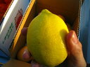 【瀬戸田産】太陽の恵みたっぷり濃厚レモン 3kg【無農薬】