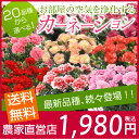 【母の日】【カーネーション】 お母さんもお部屋も喜ぶ!いつもと違ったカーネーション! 5号鉢 選べる20品種♪ 鉢カバー付き 鉢花 鉢植え レッド ピンク パープル ホワイト イエロー オレンジ グリーン 覆輪 等