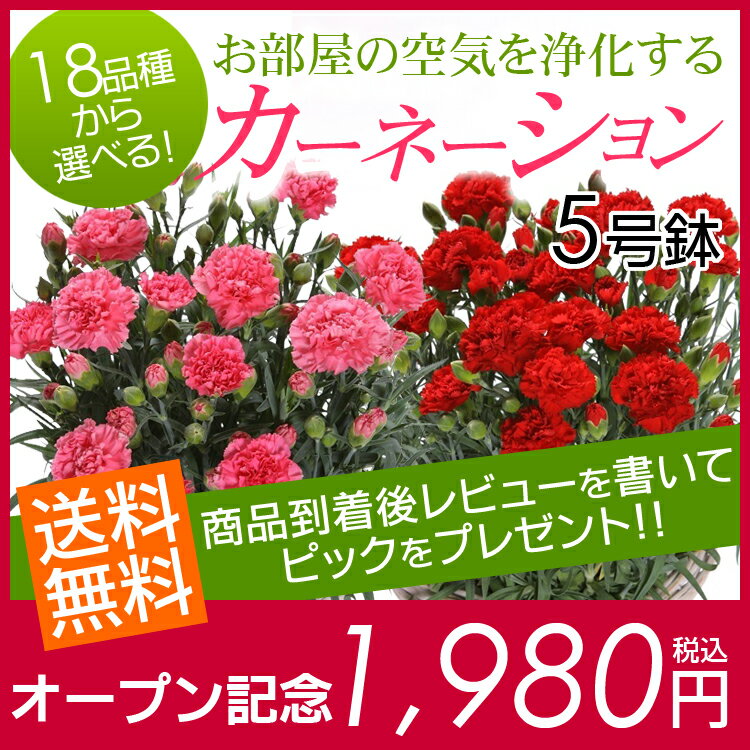 母の日ギフト【送料無料】お母さんもお部屋も喜ぶ！いつもと違ったカーネーション！　配送日指定OK鉢花