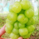 送料無料 クール便 産地直送 広島県 竹原産 瀬戸ジャイアンツ 秀品 1箱2kg (3~4房) 竹原 紅陽園 ぶどう