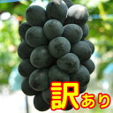 送料無料 クール便 産地直送 広島県 竹原産 ブラックビート 1箱2kg (4~5房) 竹原 紅陽園 訳あり お得用 ぶどう