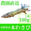 【農園直送】島根県産 本わさび 1本100g 島根県大田市ブランドわさび、かじか農園