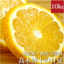 高木博士の甘夏 10kg 化学農薬不使用・化学肥料不使用 愛媛県産